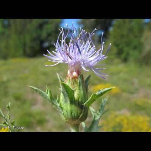 <i>Carthamus carduncellus</i> L., 1753 © H. Tinguy