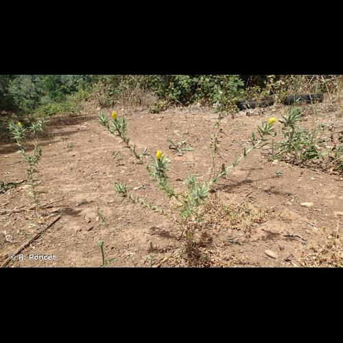 <i>Carthamus lanatus</i> L., 1753 © R. Poncet