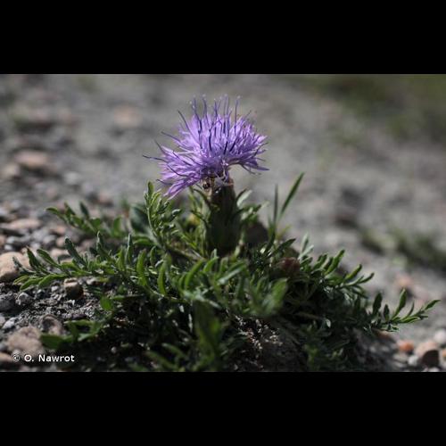 <i>Carthamus mitissimus</i> L., 1753 © O. Nawrot