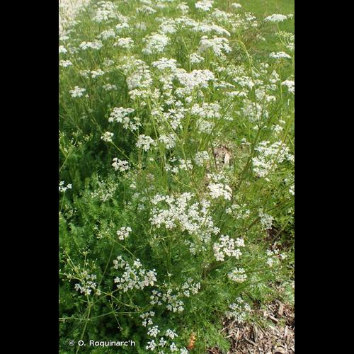 <i>Carum carvi</i> L., 1753 &copy; O. Roquinarc'h