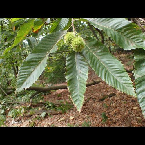 <i>Castanea sativa</i> Mill., 1768 © Y. Martin