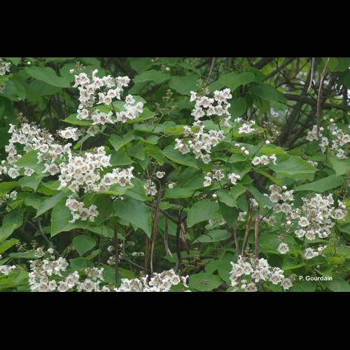 <i>Catalpa bignonioides</i> Walter, 1788 © P. Gourdain