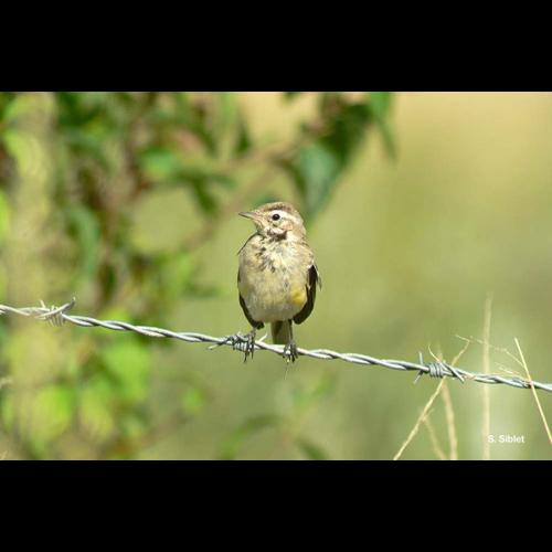 <i>Motacilla flava flava</i> Linnaeus, 1758 © S. Siblet