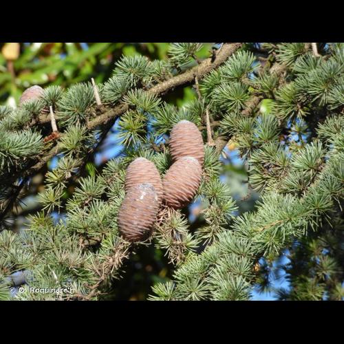 <i>Cedrus atlantica</i> (Endl.) Manetti ex Carrière, 1855 © O. Roquinarc'h
