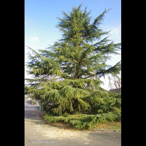 <i>Cedrus deodara</i> (Roxb. ex D.Don) G.Don, 1830 © Michel Garnier