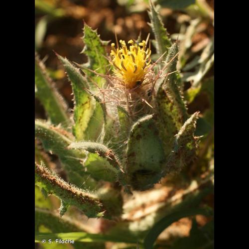 <i>Centaurea benedicta</i> (L.) L., 1763 &copy; S. Filoche