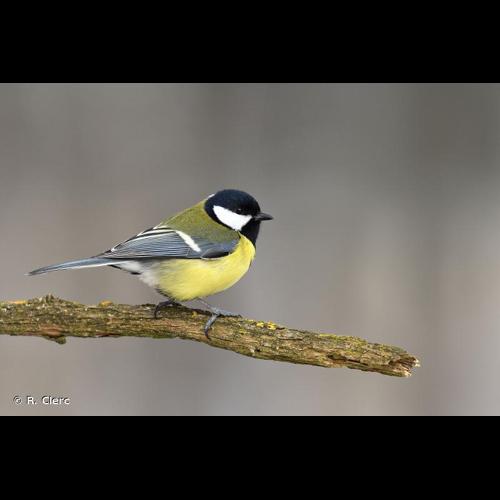 <i>Parus major</i> Linnaeus, 1758 © R. Clerc