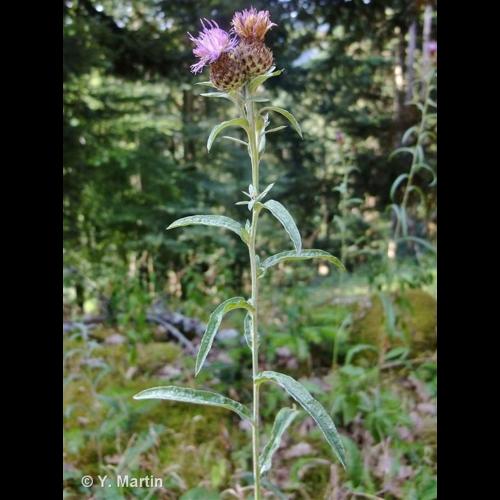 <i>Centaurea decipiens</i> Thuill., 1799 &copy; NULL