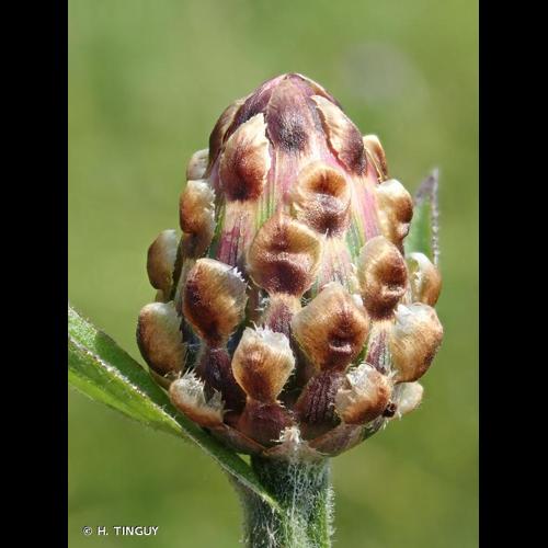 <i>Centaurea jacea</i> L., 1753 © H. TINGUY