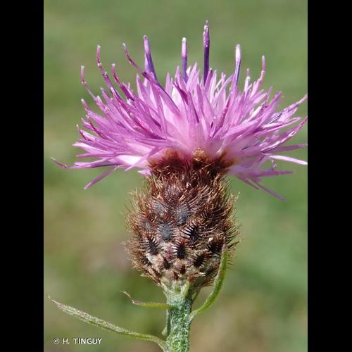 <i>Centaurea nigra</i> L., 1753 &copy; H. TINGUY