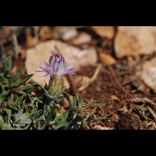 <i>Centaurea paniculata</i> L., 1753 © R. Poncet