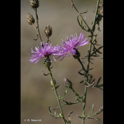 <i>Centaurea stoebe</i> L., 1753 © O. Nawrot