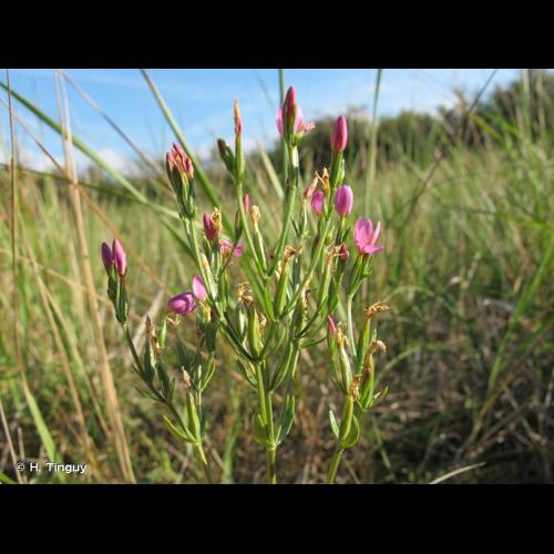 <i>Centaurium littorale</i> (Turner) Gilmour, 1937 © H. Tinguy