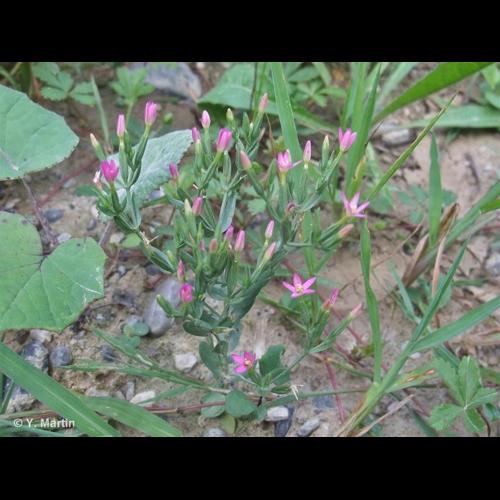 <i>Centaurium pulchellum</i> (Sw.) Druce, 1907 © NULL