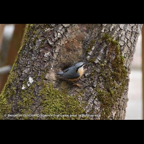 <i>Sitta europaea</i> Linnaeus, 1758 © Benjamin GUICHARD/Agence Française pour la Biodiversité