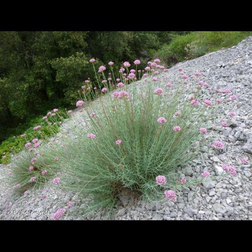 <i>Centranthus lecoqii</i> Jord., 1852 © P. Rouveyrol