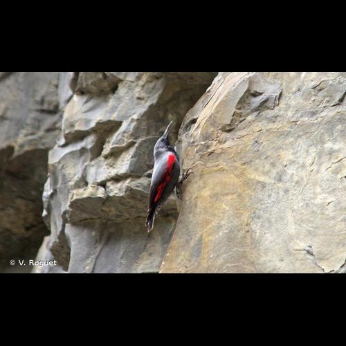 <i>Tichodroma muraria</i> (Linnaeus, 1766) © V. Roguet