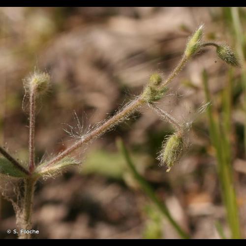 <i>Cerastium brachypetalum</i> Pers., 1805 © S. Filoche