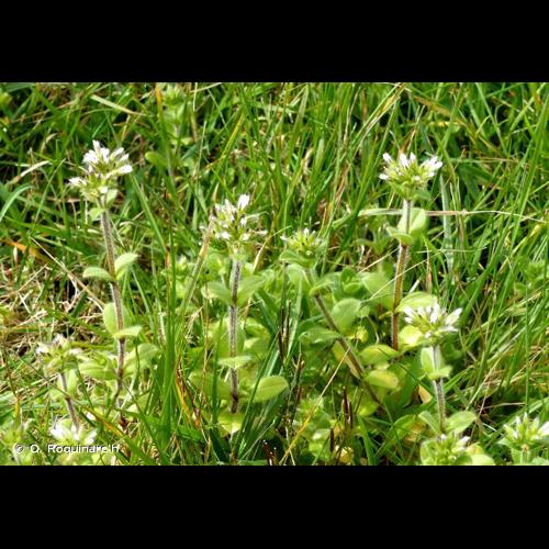 <i>Cerastium glomeratum</i> Thuill., 1799 &copy; O. Roquinarc'h
