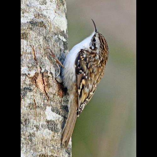 <i>Certhia familiaris</i> Linnaeus, 1758 © F. Jiguet