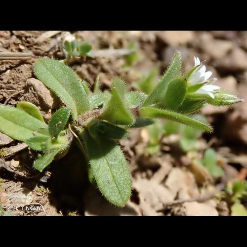 <i>Cerastium glutinosum</i> Fr., 1817 © H. TINGUY