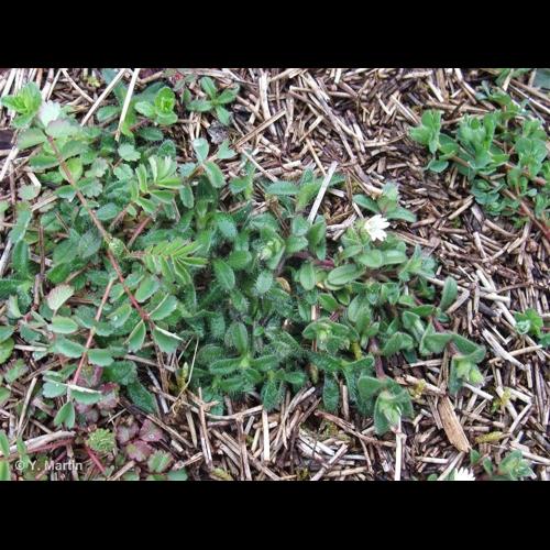 <i>Cerastium pumilum</i> Curtis, 1777 © NULL
