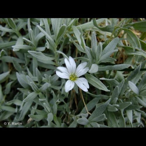 <i>Cerastium tomentosum</i> L., 1753 &copy; NULL