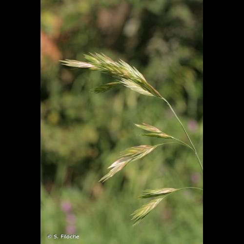 <i>Ceratochloa cathartica</i> (Vahl) Herter, 1940 © S. Filoche