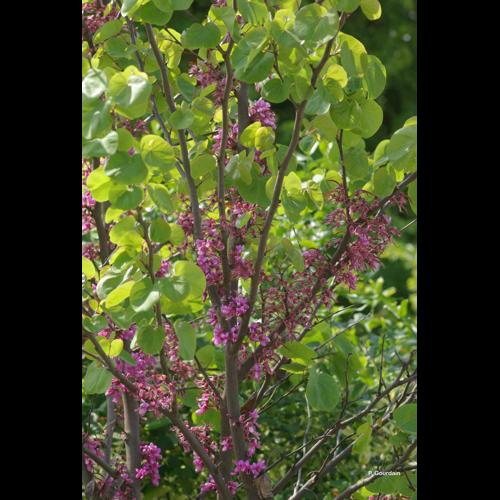 <i>Cercis siliquastrum</i> L., 1753 © P. Gourdain
