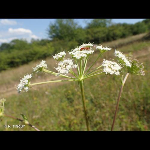 <i>Cervaria rivini</i> Gaertn., 1788 © H. TINGUY