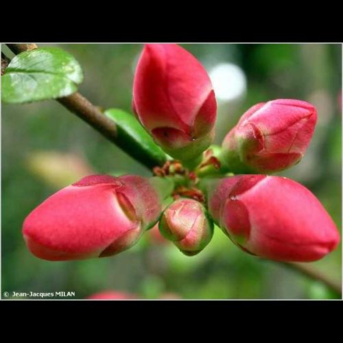 <i>Chaenomeles japonica</i> (Thunb.) Lindl. ex Spach, 1834 © J.-J. Milan