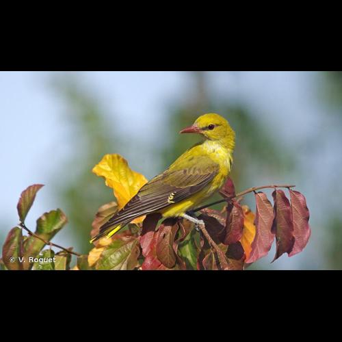 <i>Oriolus oriolus</i> (Linnaeus, 1758) © V. Roguet