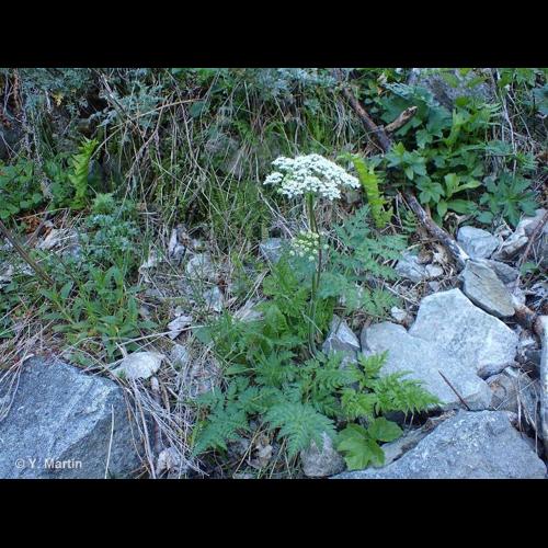<i>Chaerophyllum villarsii</i> W.D.J.Koch, 1837 &copy; NULL