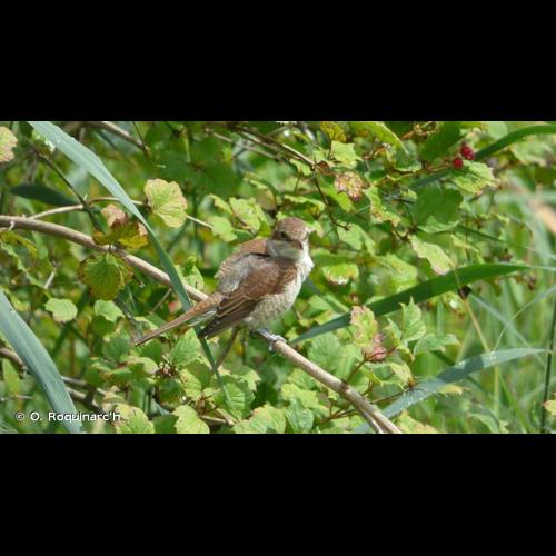 <i>Lanius collurio</i> Linnaeus, 1758 © O. Roquinarc'h