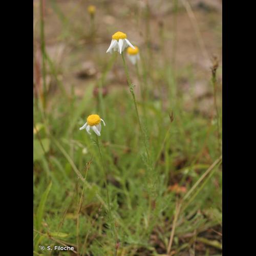 <i>Chamaemelum nobile</i> (L.) All., 1785 &copy; S. Filoche