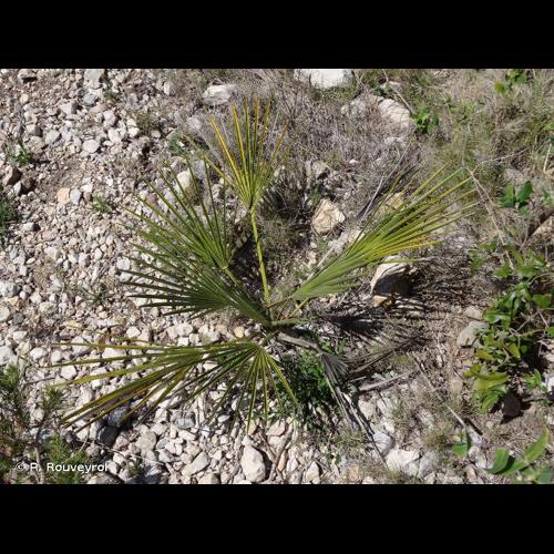 <i>Chamaerops humilis</i> L., 1753 © P. Rouveyrol