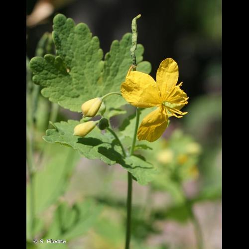 <i>Chelidonium majus</i> L., 1753 © S. Filoche