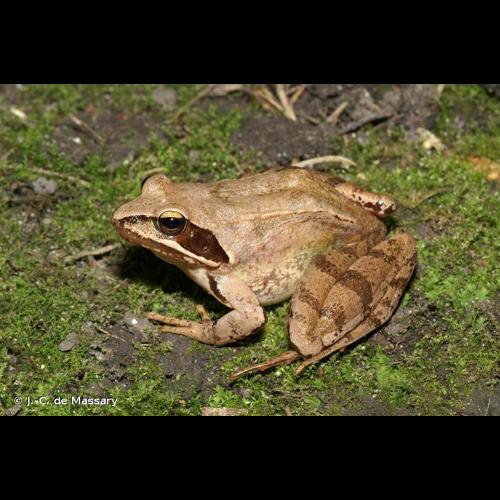 <i>Rana dalmatina</i> Fitzinger <i>in</i> Bonaparte, 1838 © J.-C. de Massary