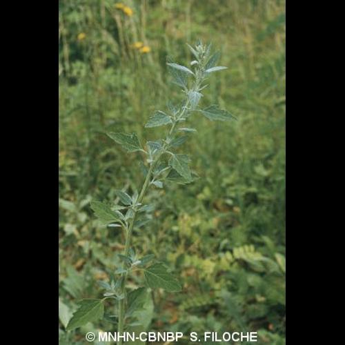 <i>Chenopodium album</i> L., 1753 © MNHN-CBNBP S. Filoche