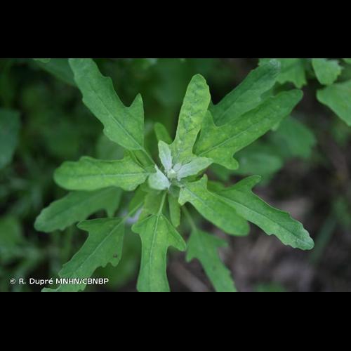 <i>Chenopodium ficifolium</i> Sm., 1800 © R. Dupré MNHN/CBNBP