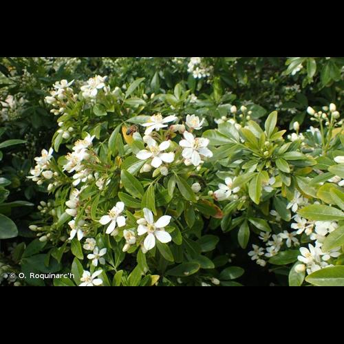 <i>Choisya ternata</i> Kunth, 1823 &copy; O. Roquinarc'h