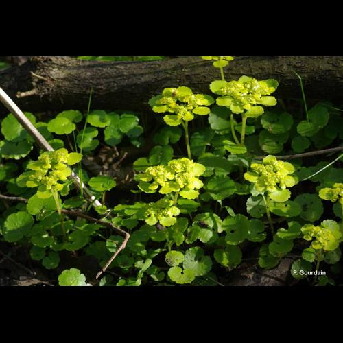 <i>Chrysosplenium alternifolium</i> L., 1753 © P. Gourdain