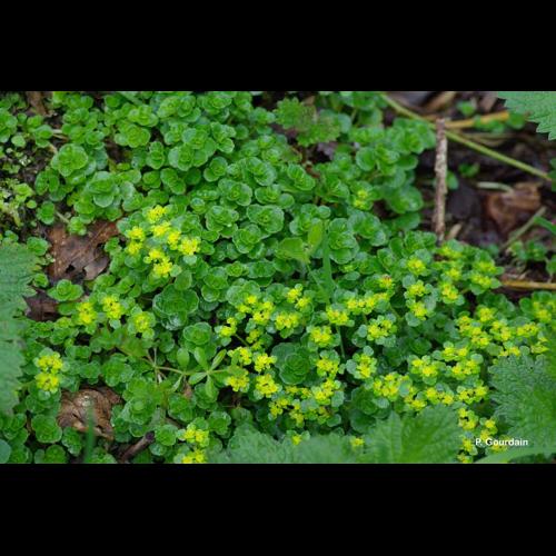 <i>Chrysosplenium oppositifolium</i> L., 1753 © P. Gourdain