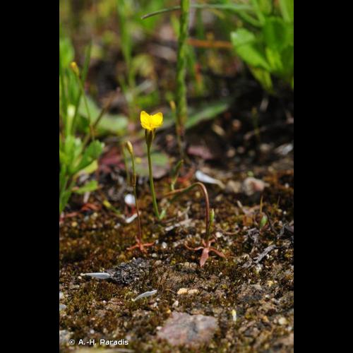 <i>Cicendia filiformis</i> (L.) Delarbre, 1800 © A.-H. Paradis