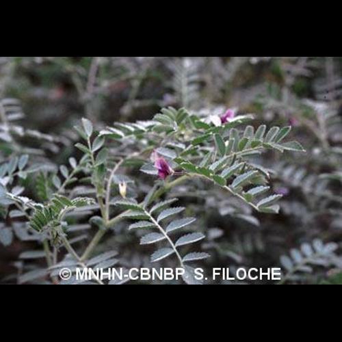 <i>Cicer arietinum</i> L., 1753 © MNHN-CBNBP S. Filoche