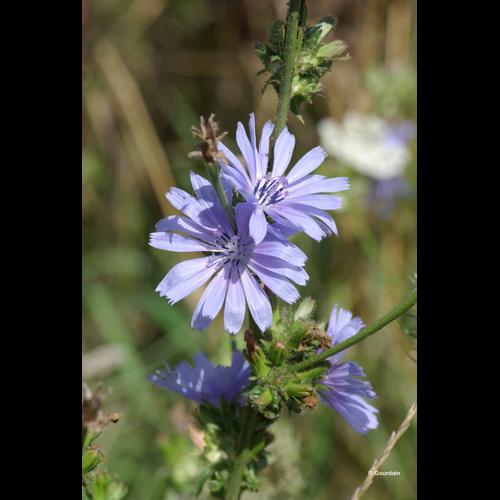 <i>Cichorium intybus</i> L., 1753 © P. Gourdain