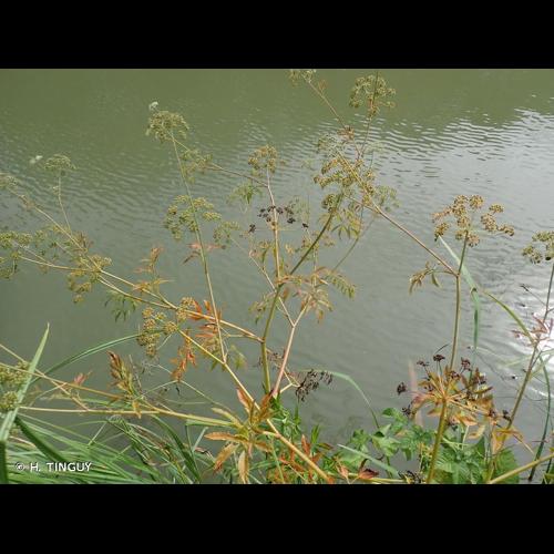 <i>Cicuta virosa</i> L., 1753 © H. TINGUY