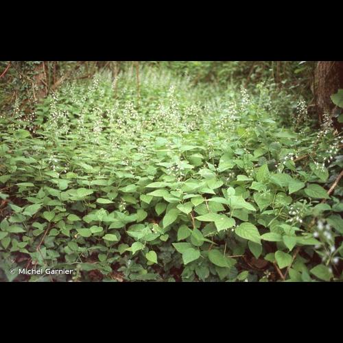 <i>Circaea lutetiana</i> L., 1753 &copy; Michel Garnier