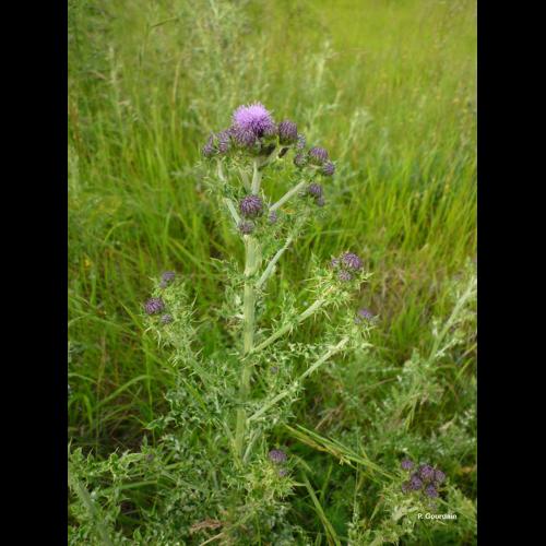 <i>Cirsium arvense</i> (L.) Scop., 1772 © P. Gourdain
