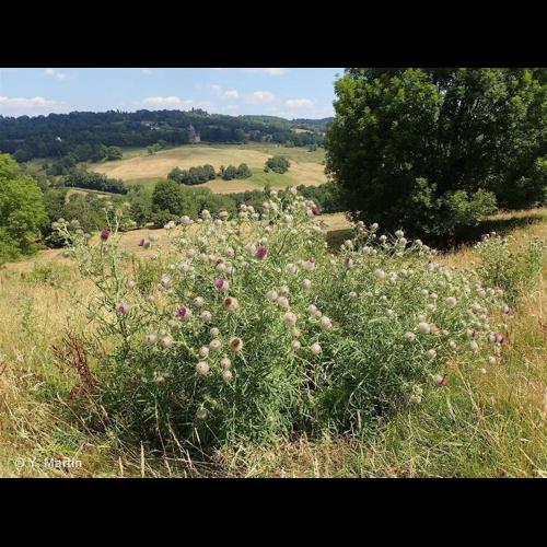 <i>Cirsium eriophorum</i> (L.) Scop., 1772 &copy; NULL